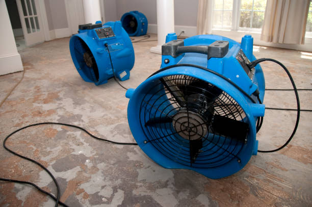 Best Mold removal after water damage  in Sycamore, GA